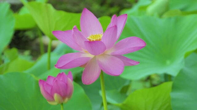250712十日町市宝泉寺の二千年蓮