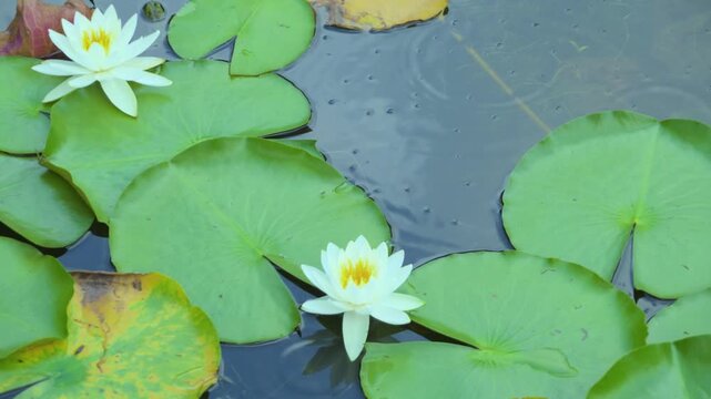 250712十日町市宝泉寺の二千年蓮