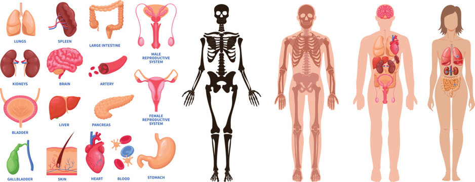 Human Internal Organs and Body Anatomy Systems Collection with Skeleton and Vital Organs Set