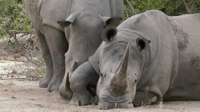 Endangered white rhinoceros (Ceratotherium simum), aka square-lipped rhino, in natural savanna habitat in Mpumalanga, South Africa. 4K 50fps footage showcases wildlife behaviour of these animals.