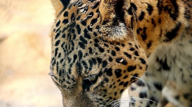 Slow Motion Macro Shot of Leopard resting with head down in a wildlife sanctuary setting showing detailed fur patterns and intense focus at 180 fps High quality footage