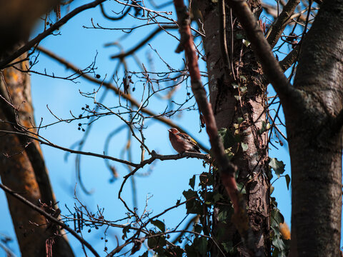 tree branches against blue sky