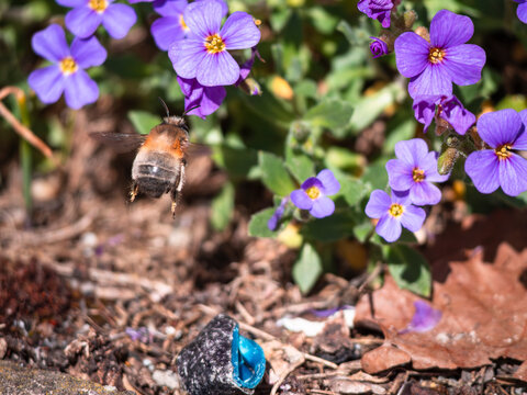 bee on the flower