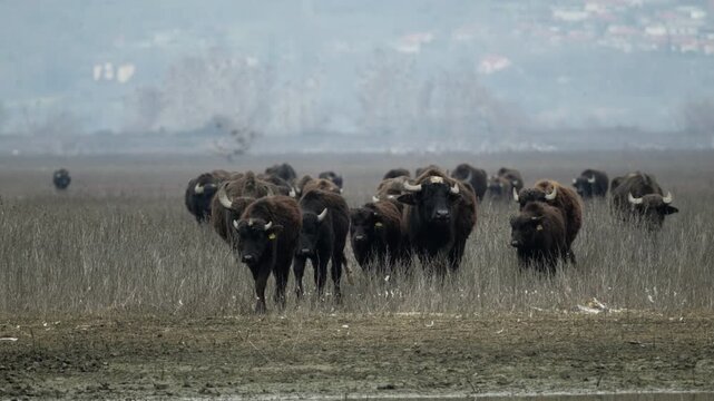 A herd of water buffaloes moves steadily through the foggy wetlands of Kerkini. Ideal for wildlife documentaries and nature-themed projects.