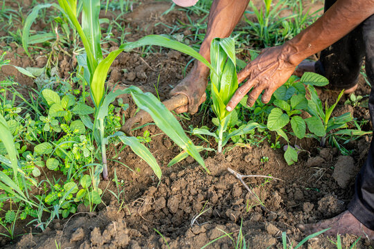Close-up of farmer hands manual weeding organic corn field traditional agriculture farming methods sustainable crop care rural worker daily life authentic soil cultivation