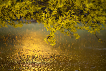 spring golden rain - background wallpaper amazing graphic © dogphotos