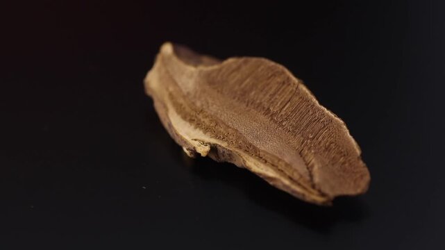 ganoderma lucidum - reishi