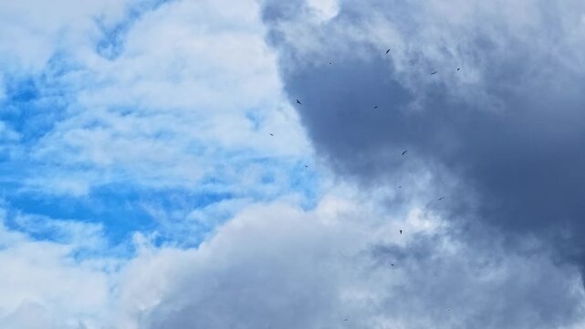 Vultures circle high in the air via rising columns of warm air without needing to move their wings.