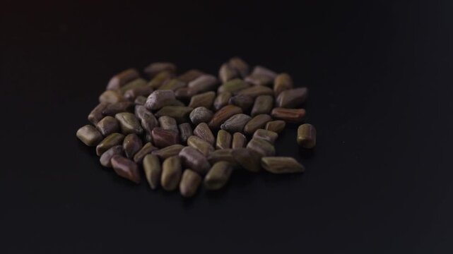 Senna obtusifolia - Sicklepod