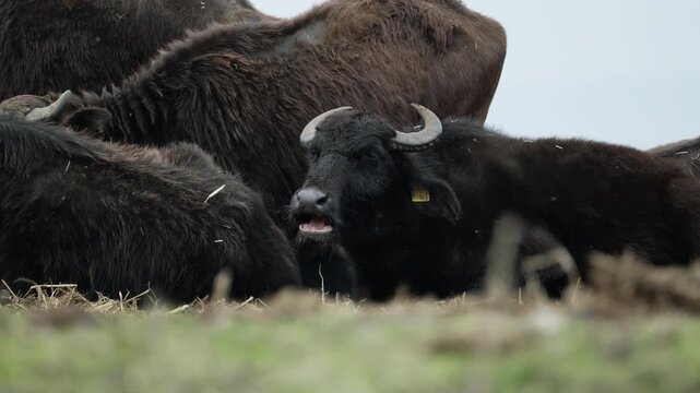 Close-up of water buffaloes resting on grassy ground, conveying a serene and pastoral setting. Ideal for wildlife documentaries and nature-focused projects.