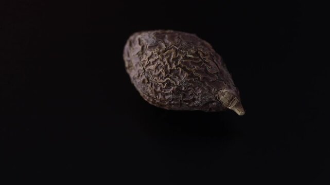 Scaphium affine - Malva nut