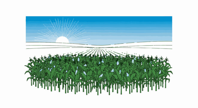 Sunrise over a lush green cornfield with rows extending to the horizon
