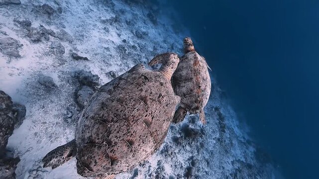 Green Sea Turtles Gliding Over Coral Rubble Seabed