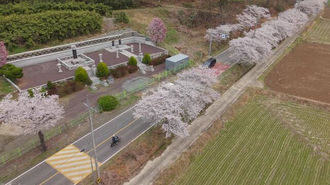 Cinematic motorcycle riding on cherry blossom road with Real engine sound_Wide-angle