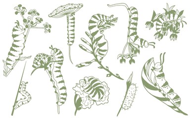 Green caterpillar illustrations set on white background, garden insects and botanical elements, hand drawn sketches © Nata