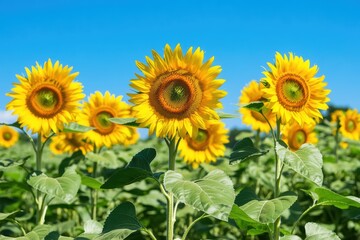Obraz premium Sunflowers in a field under a blue sky with natural light and clear view