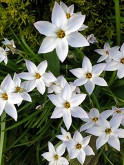 Obraz premium white frangipani flowers