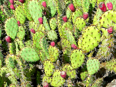 Opuntia dillenii or prickly pear plant with fruits image