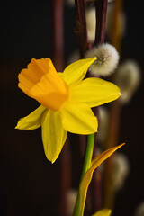 yellow daffodil flower © Grzegorz
