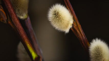 pussy willow catkins © Grzegorz