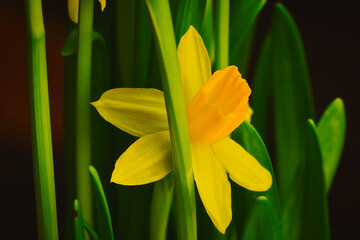 yellow tulip flower © Grzegorz