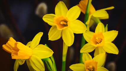 daffodils in spring © Grzegorz