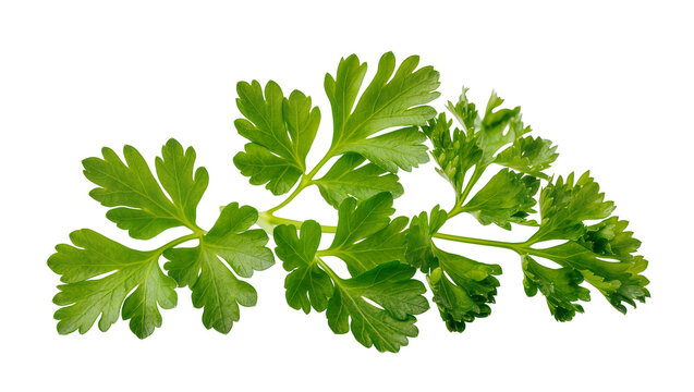 Vibrant green curly parsley sprig with delicate ruffled leaves, isolated on transparent background for culinary designs and fresh food concepts
