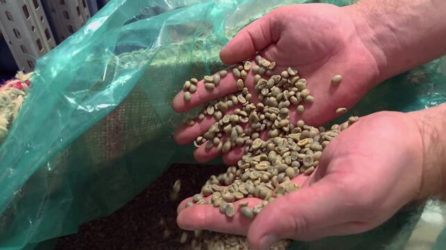 Authentic Handheld Close Up of Male Hands Pouring a Large Handful of Unroasted Green Coffee Beans into a Large Woven Sack lined with Plastic inside a Coffee Processing Warehouse Facility