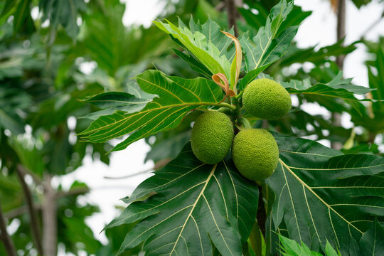 Breadfruit on breadfruit tree with green leaves in the garden. Tropical tree with thick leaves are deeply cut. Flowering tree. Staple food. Plant give phytochemicals use for insect repellent.