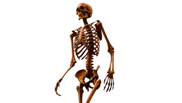 Detailed antique human skeleton model with articulated bones and realistic skull, isolated on transparent background for anatomical studies and medical designs