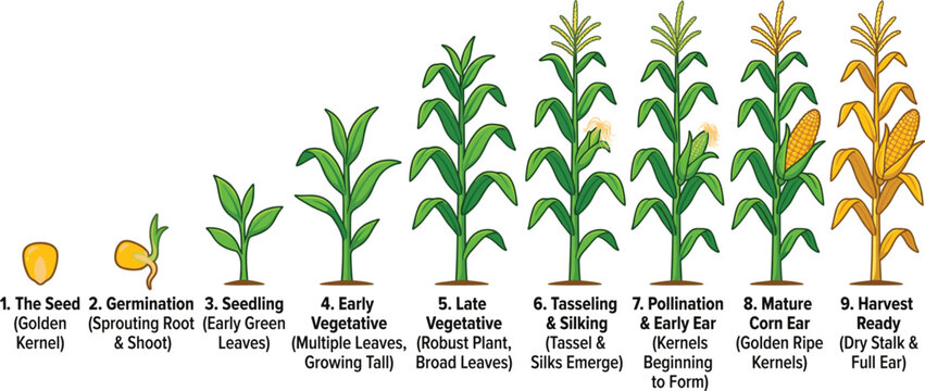 Corn Plant Growth Stages Vector Illustration from Seed Germination to Mature Harvest Ready Maize Crop