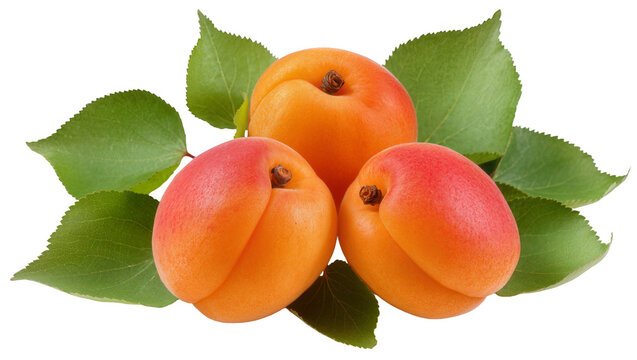 Ripe orange apricots with fuzzy skin and vibrant green leaves, isolated on transparent background for healthy food advertising and recipes