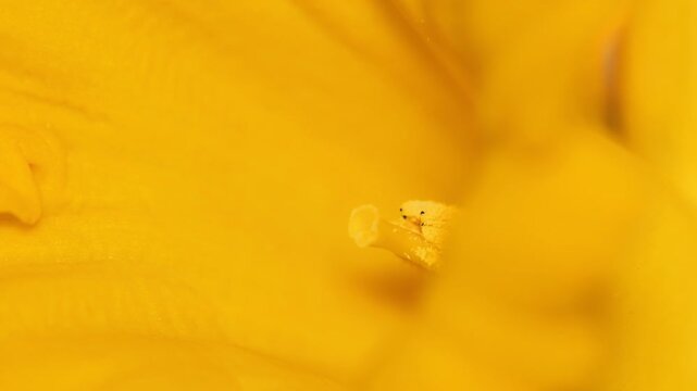 A bright yellow flower in sharp focus