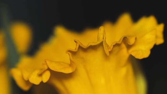 A close-up shot of a bright yellow daffodil flower with intricate details