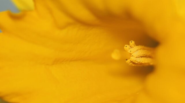 A bright yellow flower is captured in a close-up shot, with details of its petals and center