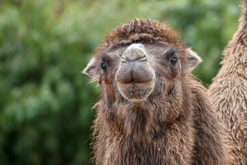 Fototapeta premium Bactrian Camel Headshot with Shaggy Brown Fur and Curious Expression in Nature