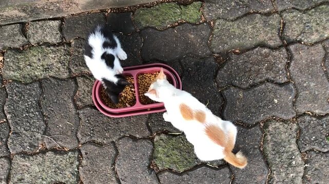 Two cats, a black and white kitten and a white and orange adult cat, eating dry food from a pink bowl on a grey paved ground outdoors.