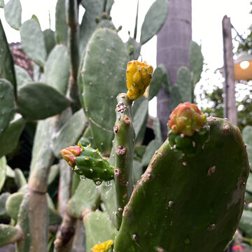 Prickly Pear Cactus with Budding Fruit and Dew Drops, Opuntia Plant Close Up in Natural Garden Setting