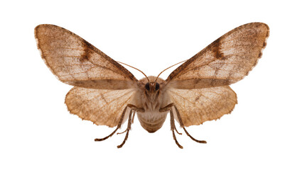 Detailed brown moth with delicate textured wings and slender antennae, gracefully positioned isolated on transparent background for nature studies © Julie