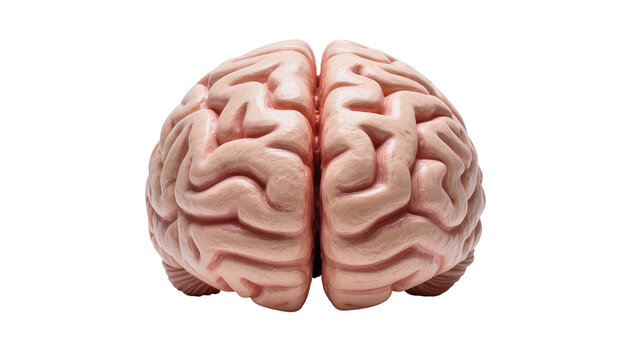 Detailed human brain model with intricate convolutions and fissures, showcasing neurological anatomy isolated on transparent background for medical diagrams