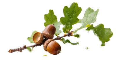 Rustic oak branch with three brown acorns and vibrant green leaves, isolated on transparent background for autumnal design elements © Julie