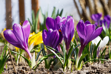 Crocus spring flowers in garden. Sunny time springtime day with sunshine light. Close-up. Shallow depth of field.