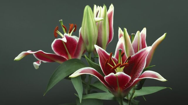 Beautiful red Lily flowers bunch, bud opening time lapse, close-up of blooming Lilly flower open process closeup. Timelapse. Over dark background 