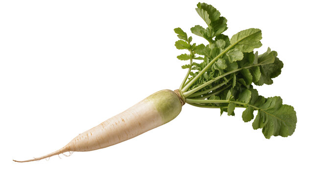 Fresh daikon radish with vibrant green leaves and a long tapered root, isolated on transparent background for healthy food designs