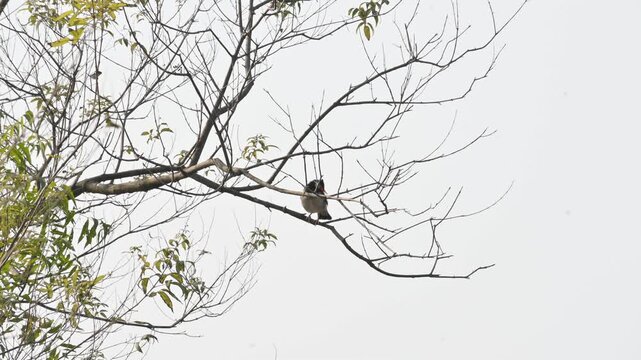 Indian pied myna or Gracupica contra. Its species&nbsp;of&nbsp;starling&nbsp;found in the&nbsp;Indian subcontinent. They are perched on branch of a tree, set against the backdrop of a blue sky. Asian pied starling brid. 