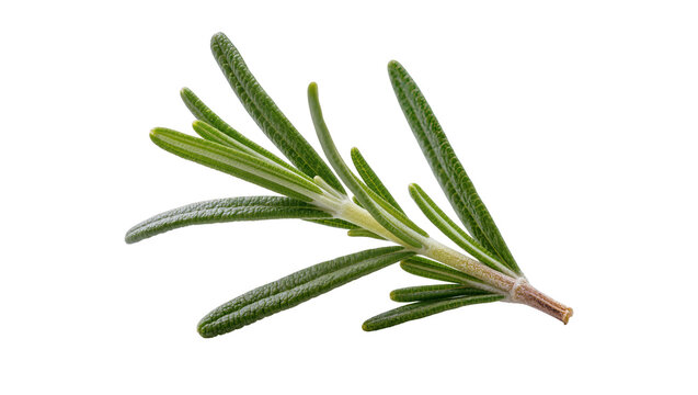Vibrant green sprig of fresh rosemary displaying needle-like leaves and woody stem, isolated on transparent background for culinary designs