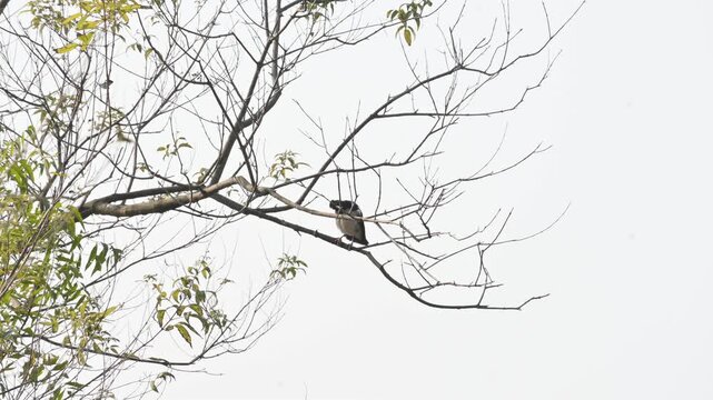 Indian pied myna or Gracupica contra. Its species&nbsp;of&nbsp;starling&nbsp;found in the&nbsp;Indian subcontinent. They are perched on branch of a tree, set against the backdrop of a blue sky. Asian pied starling brid. 