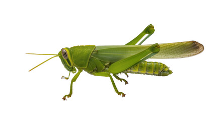 Fototapeta premium Vibrant green grasshopper with long antennae powerful hind legs and delicate translucent wings, isolated on transparent background for educational materials