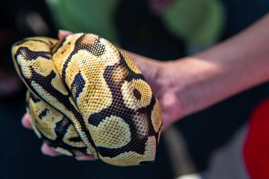 Ball Python Snake Held in Human Hand &ndash; Exotic Reptile Close-up