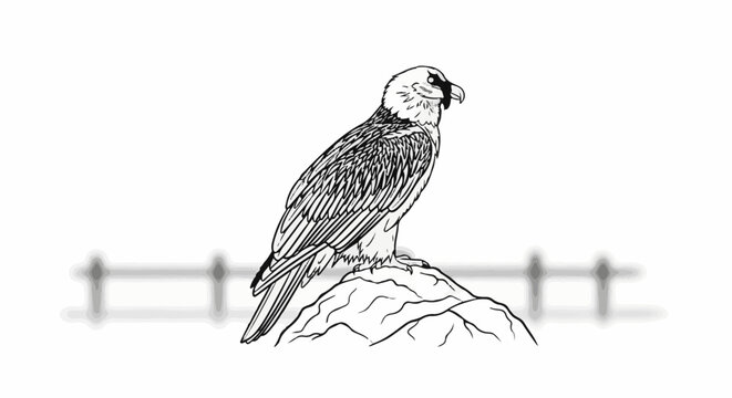 Majestic bird of prey perched atop a rocky outcrop against a bright background